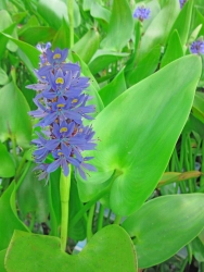 Hechtkraut - Pontederia cordata
